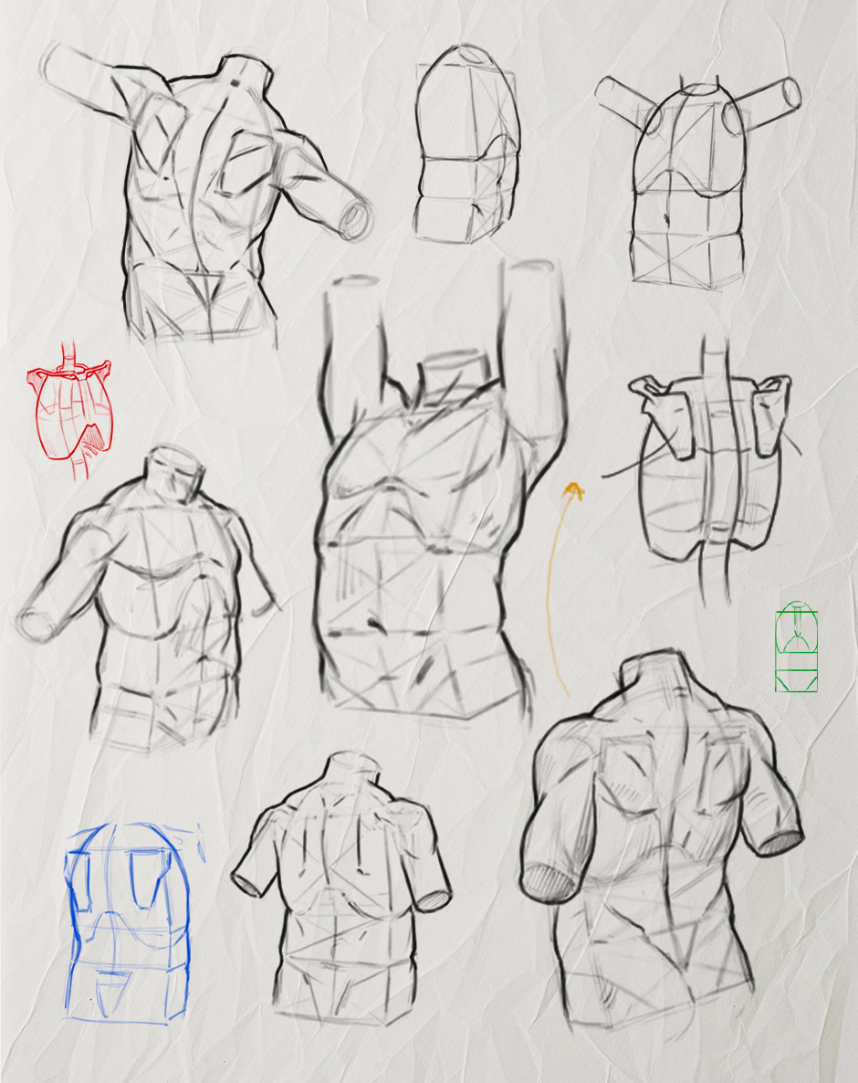 The torso. Where everything connects.