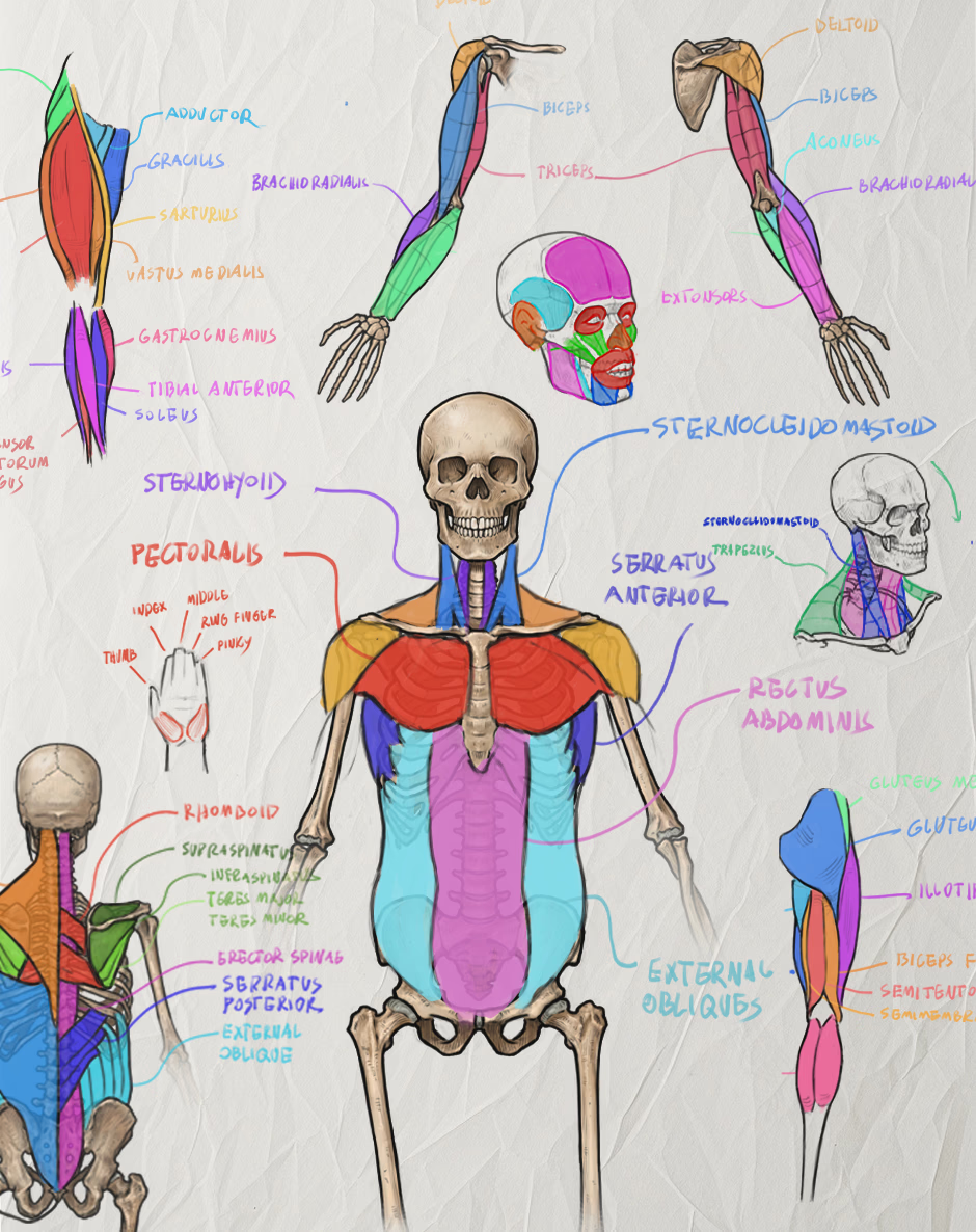 Muscles make it real.