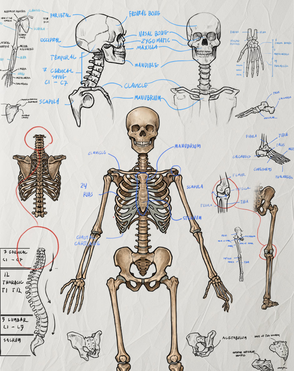 Understand the bones. Control the body.