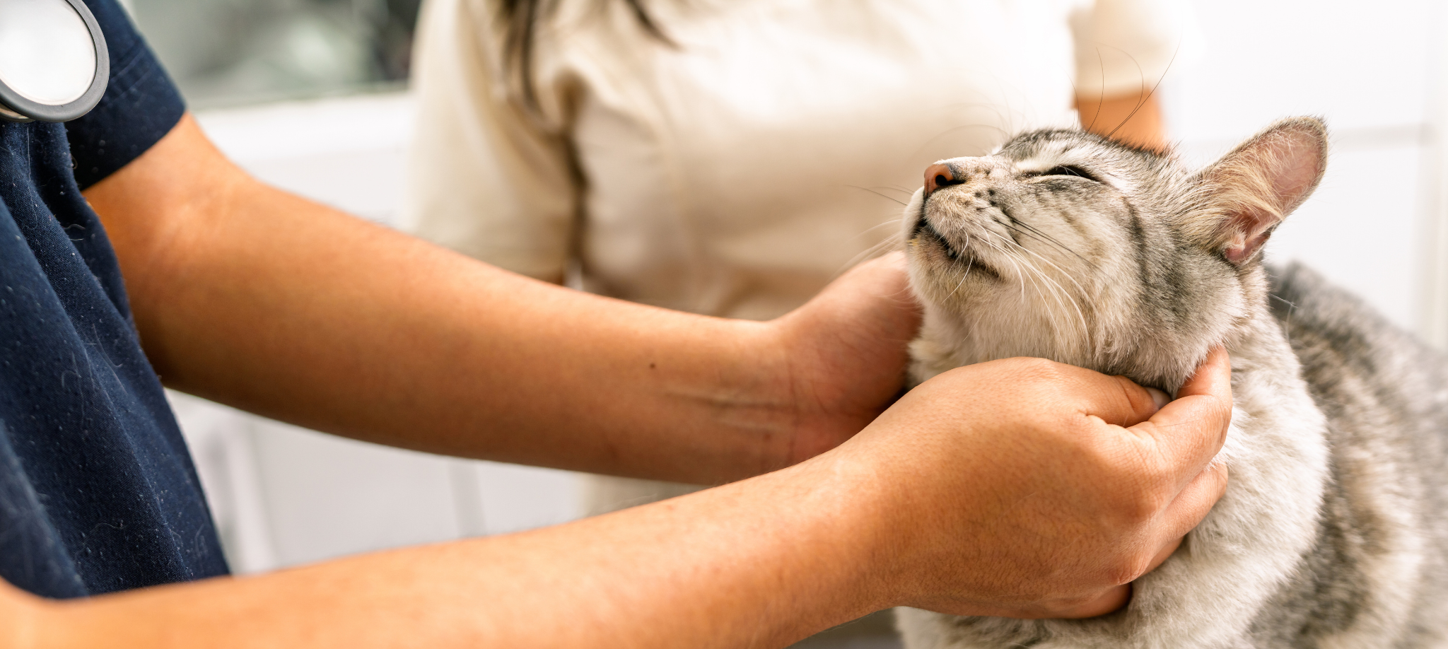 Pet owner consulting veterinary nutrition expert