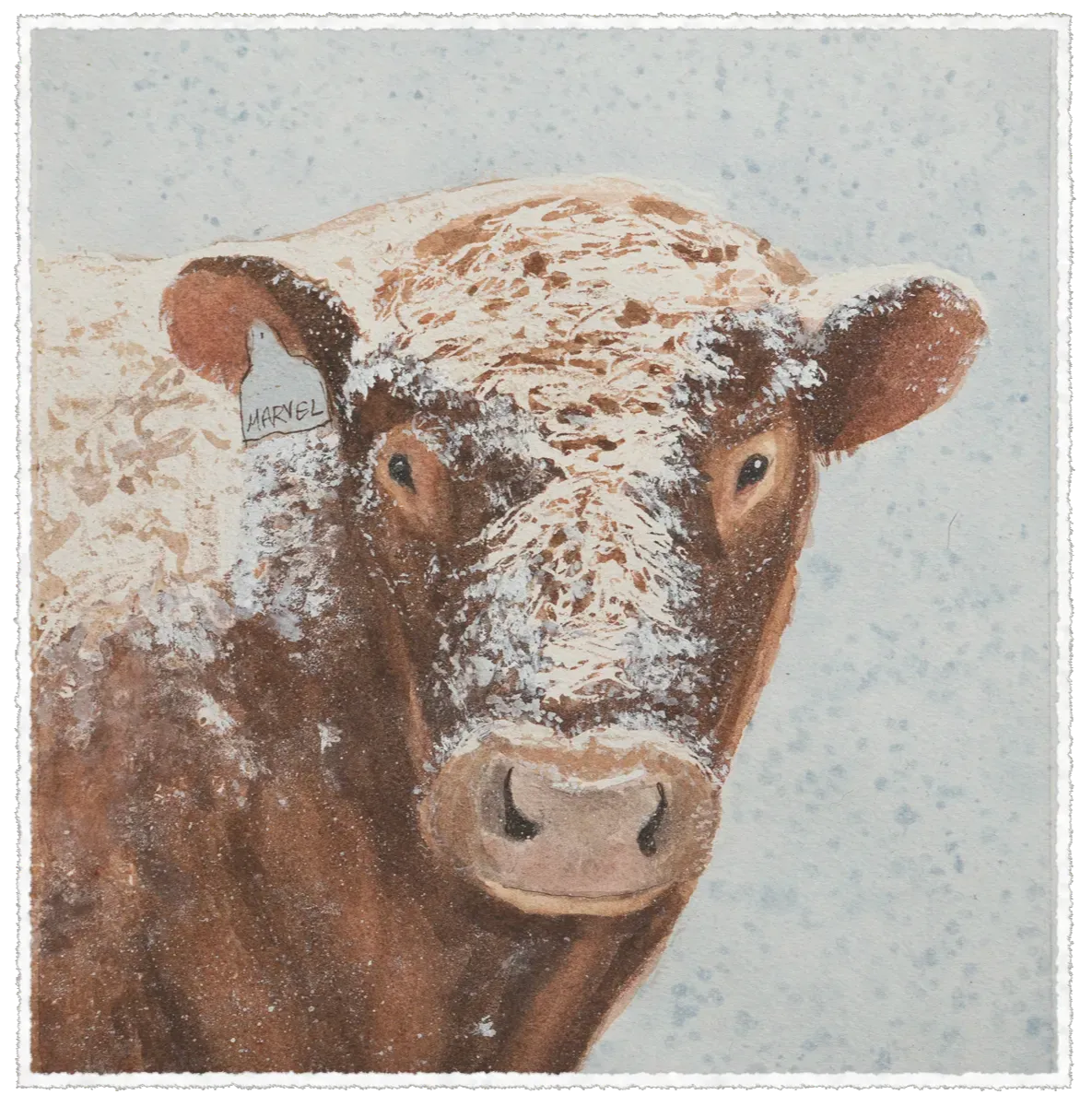 Red Dexter bull Marvel stands in snow and ice during a winter storm, calm and alert as he watches over the herd&rsquo;s pasture.