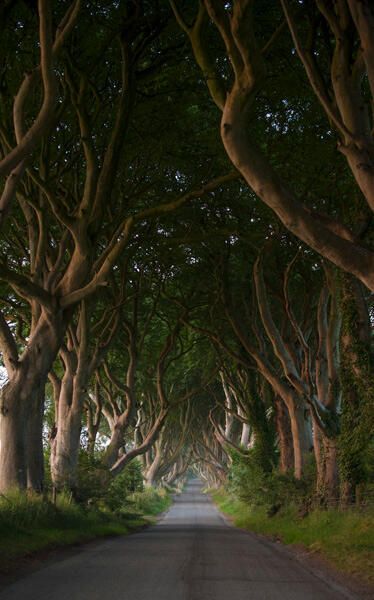 The Dark Hedges