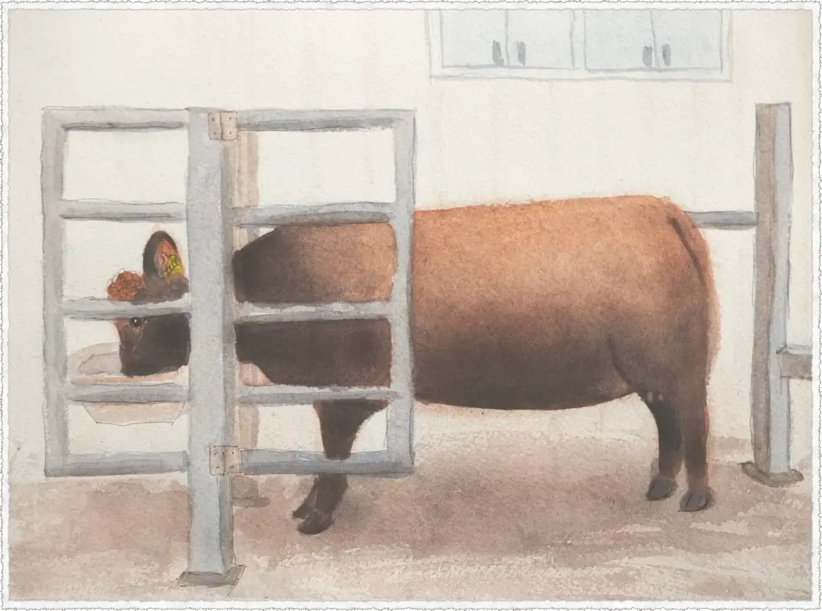 Pregnant Dexter cow Tilly slips into the Snack House stanchion to finish Sapphire’s grain, calm and determined two weeks before calving.