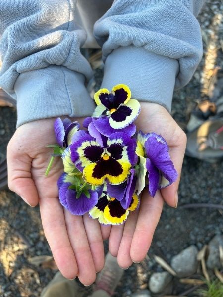 Edible flower harvest