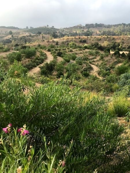 Contour planted farm