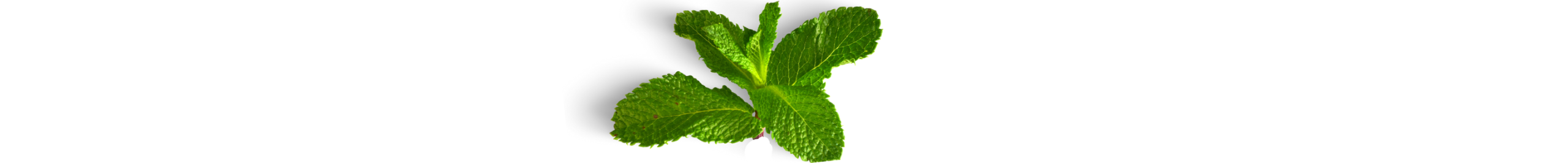 decorative image of mint leaves