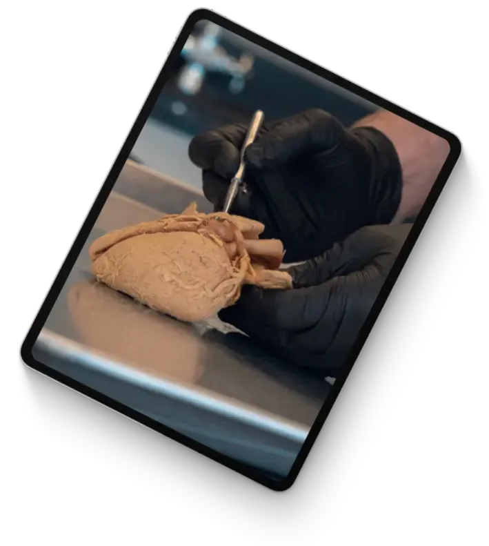 Institute of Human Anatomy - Myology course online