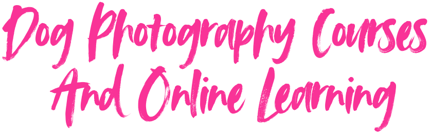 dog photography courses and online learning