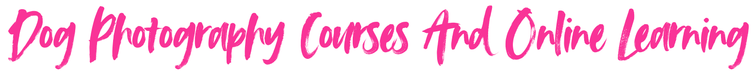 Dog Photography Courses & Online Learning