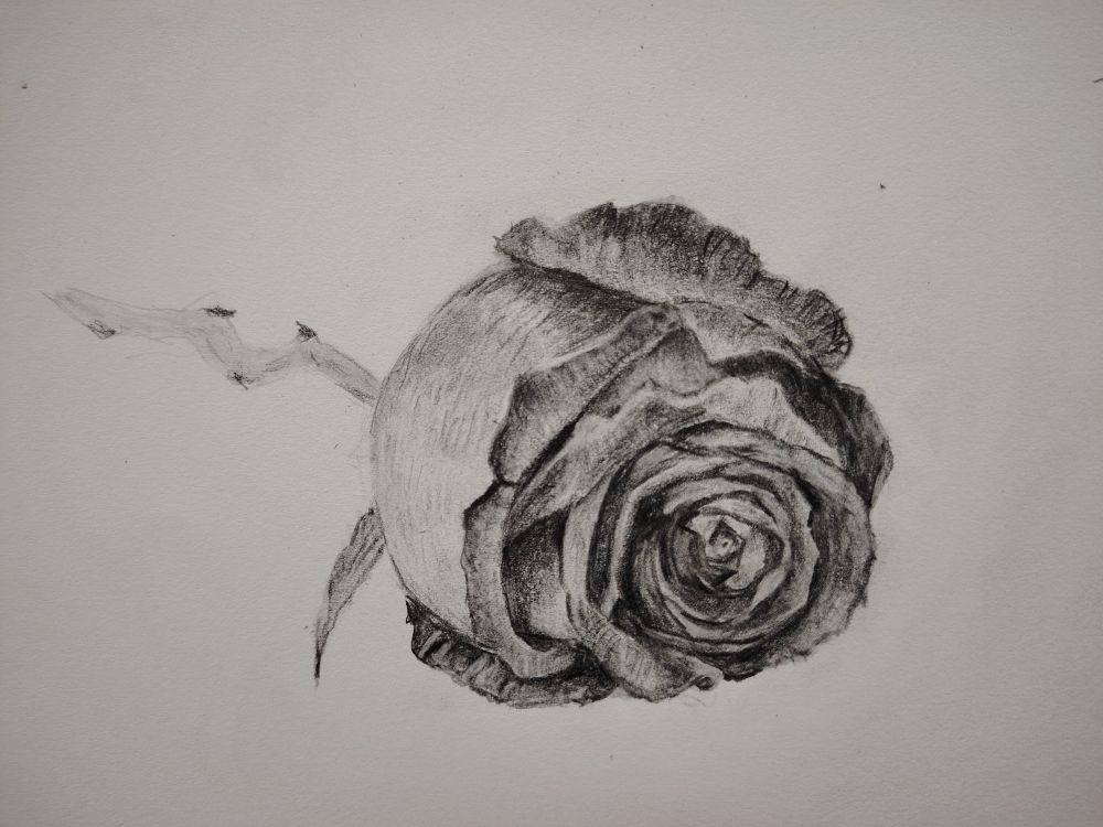 dessin  rose rouge exercice debutant