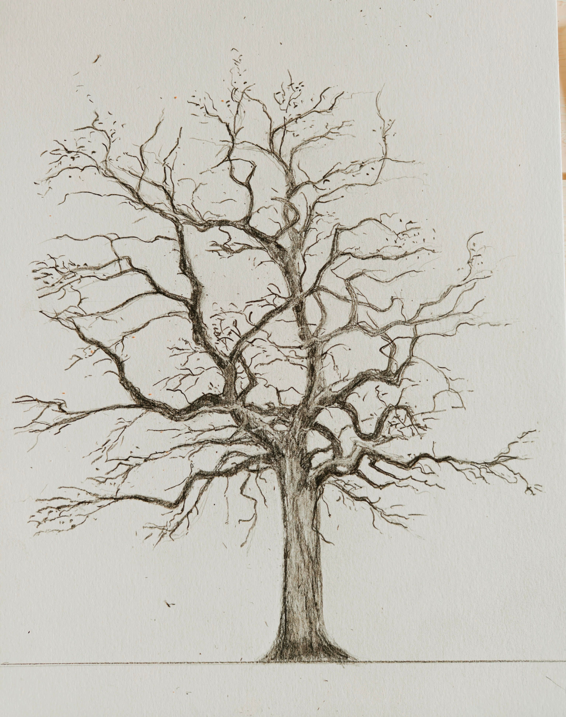 dessin réaliste d'un arbre par un élève du cours