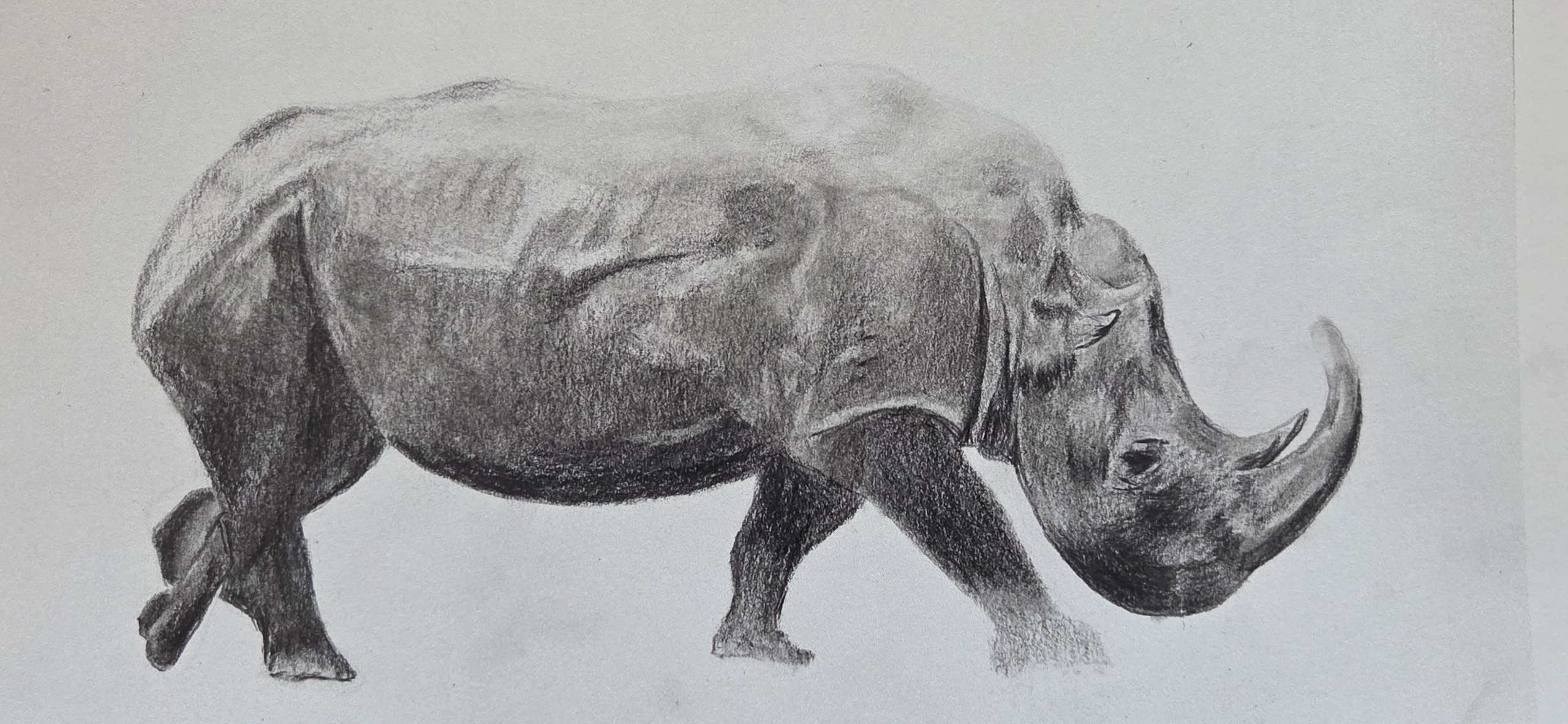 dessin rhinoceros realiste eleve anatomie et lumiere
