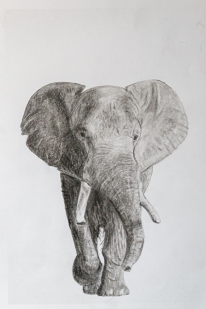 dessin realiste elephant travail volumes et lumiere