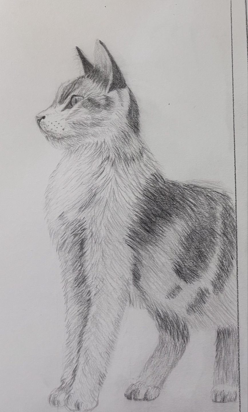dessin réaliste d'un chat par un étudiant du cours de dessin réaliste