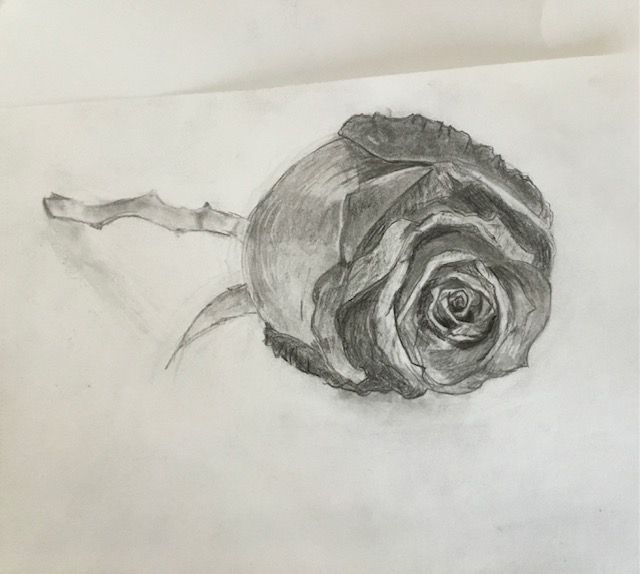 dessin d'une rose dans le cours de dessin