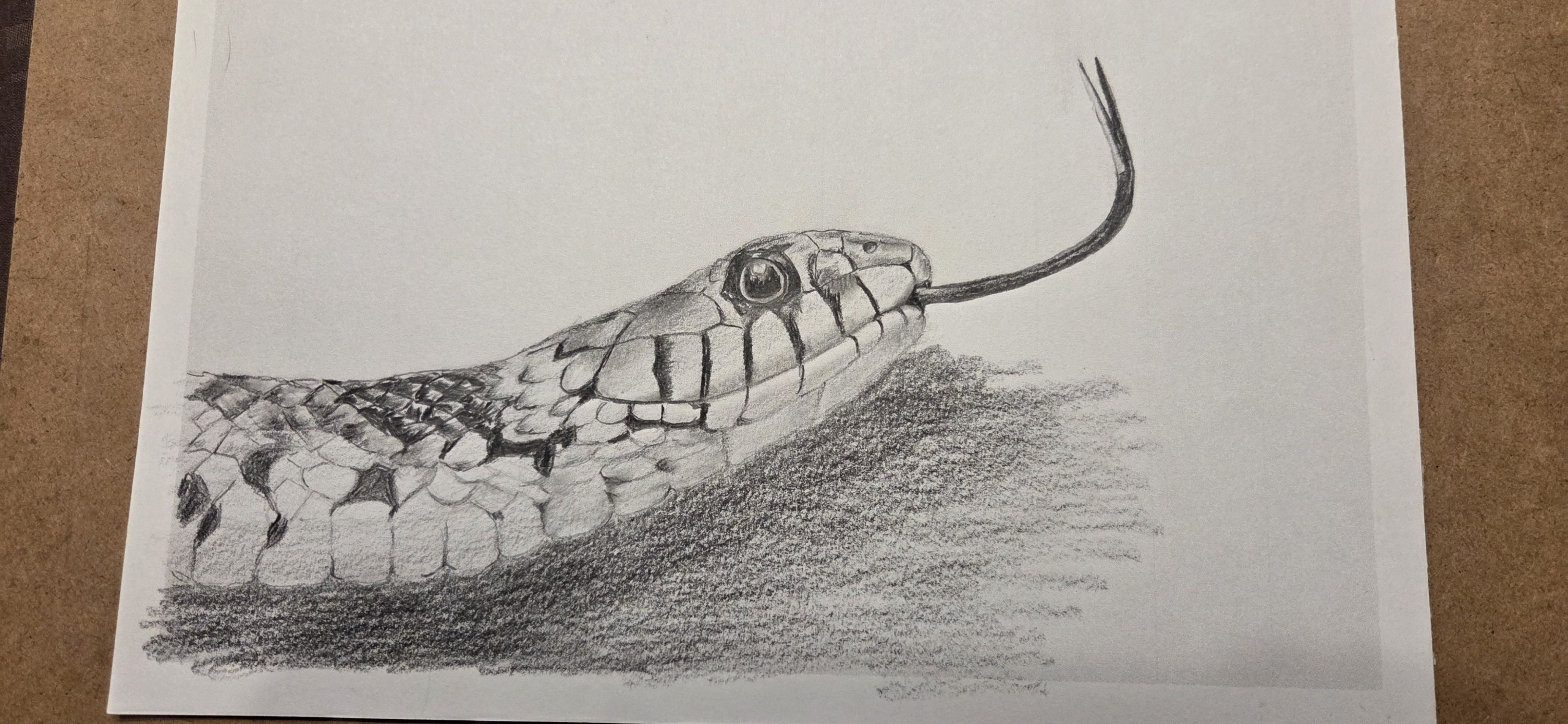 dessin serpent eleve technique realiste