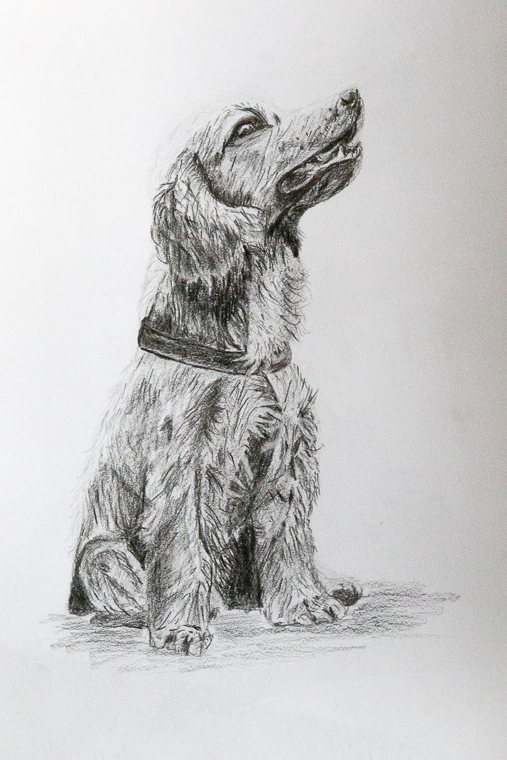 dessin chien realiste travail textures