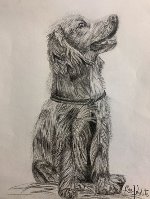 cours de dessin pour apprendre à dessiner un chien