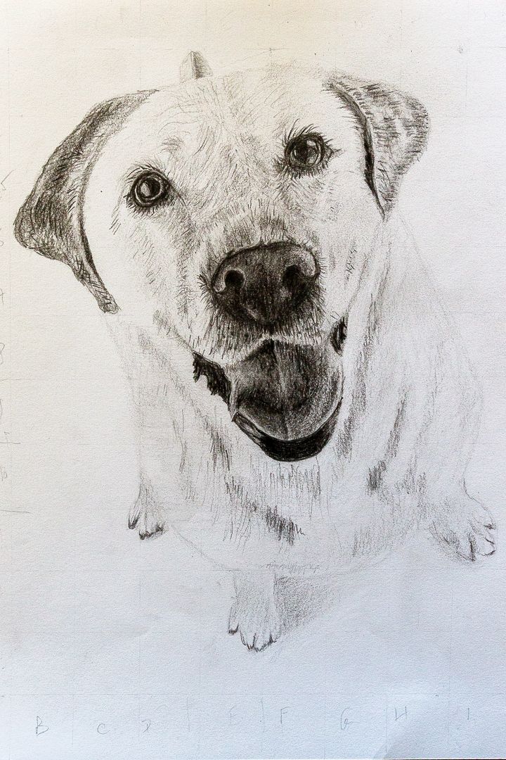 dessin labrador realiste eleve ombrage et lumiere