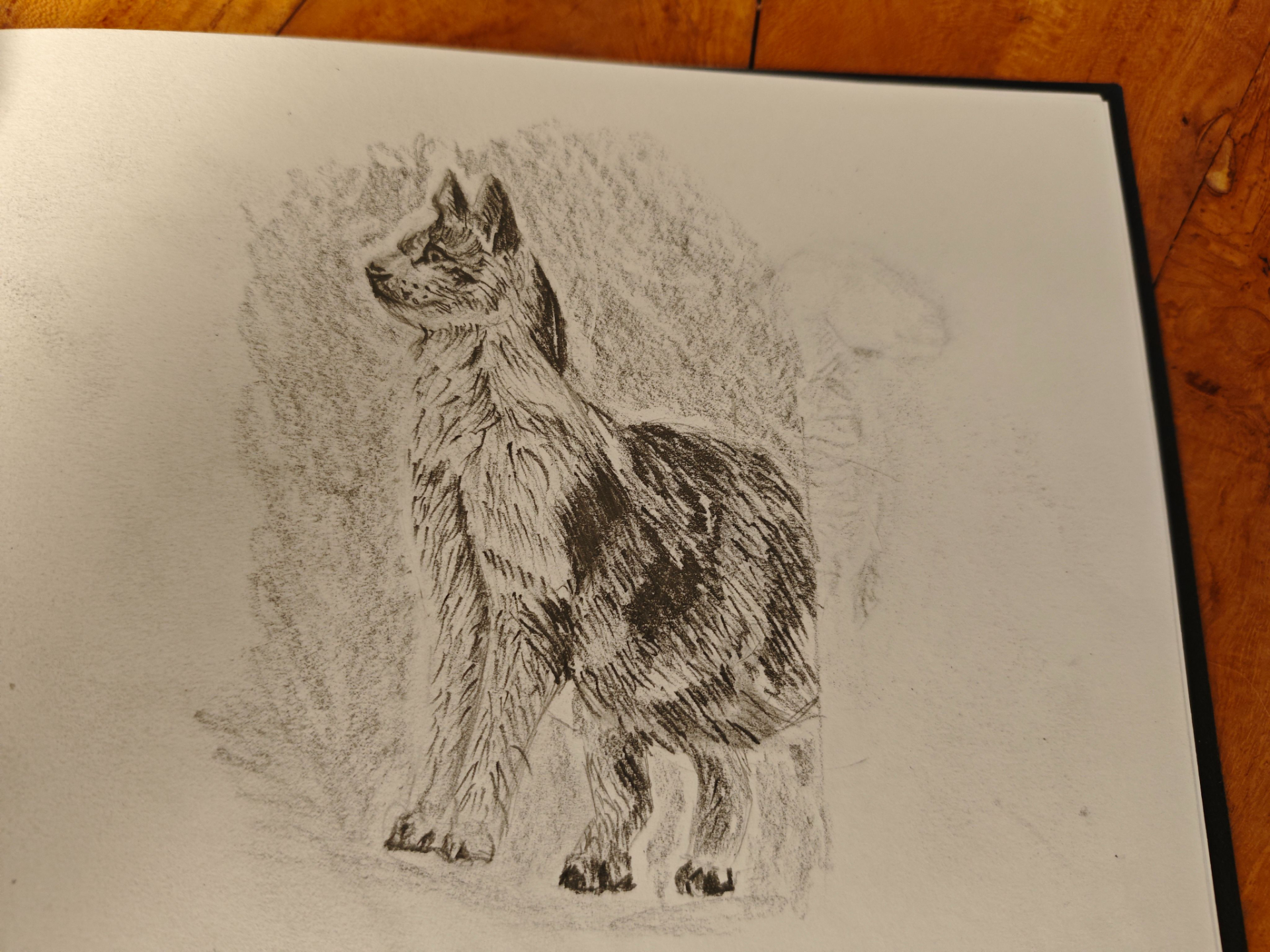 cours de dessin pour apprendre à dessiner un chat