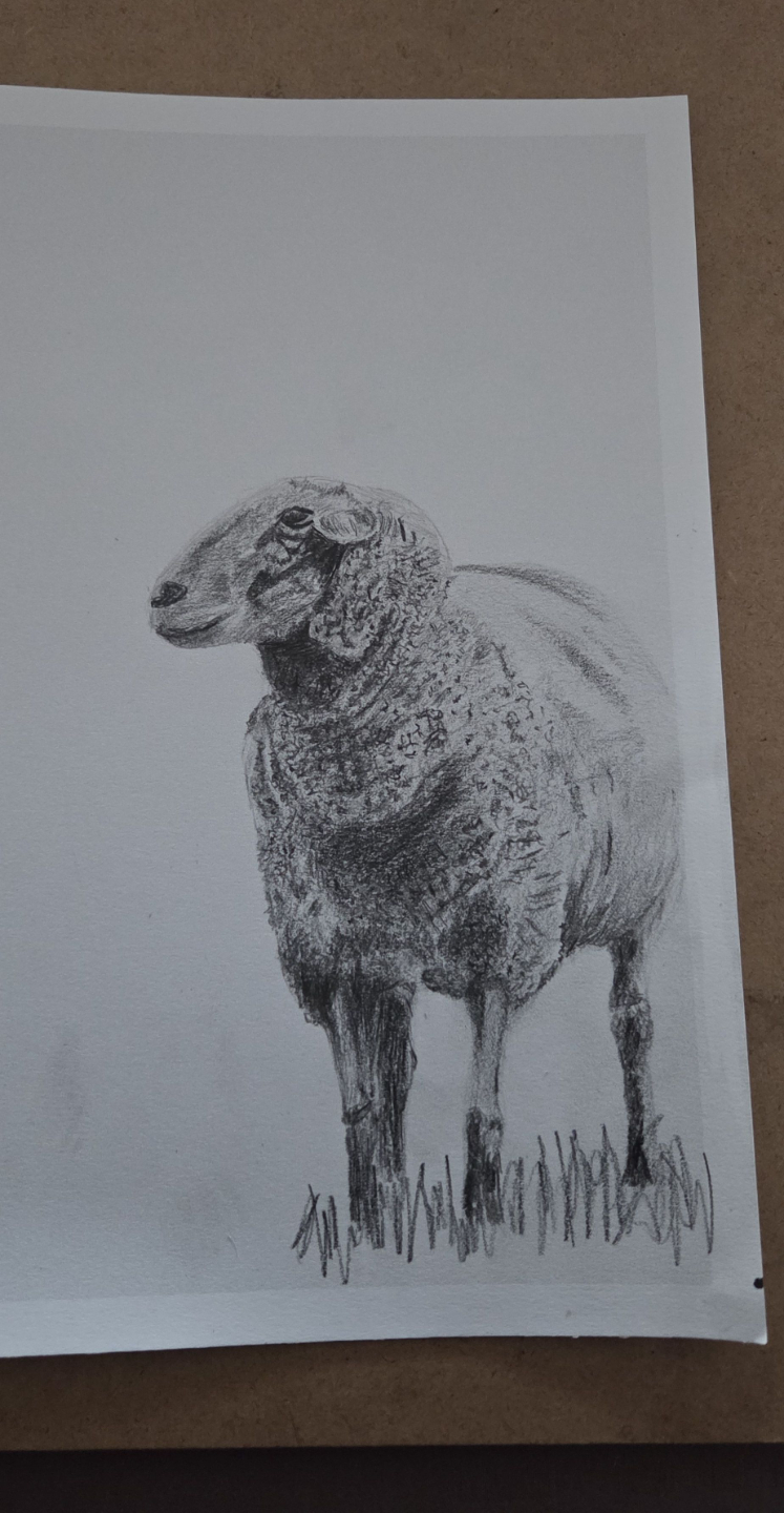 dessin realiste mouton eleve progression