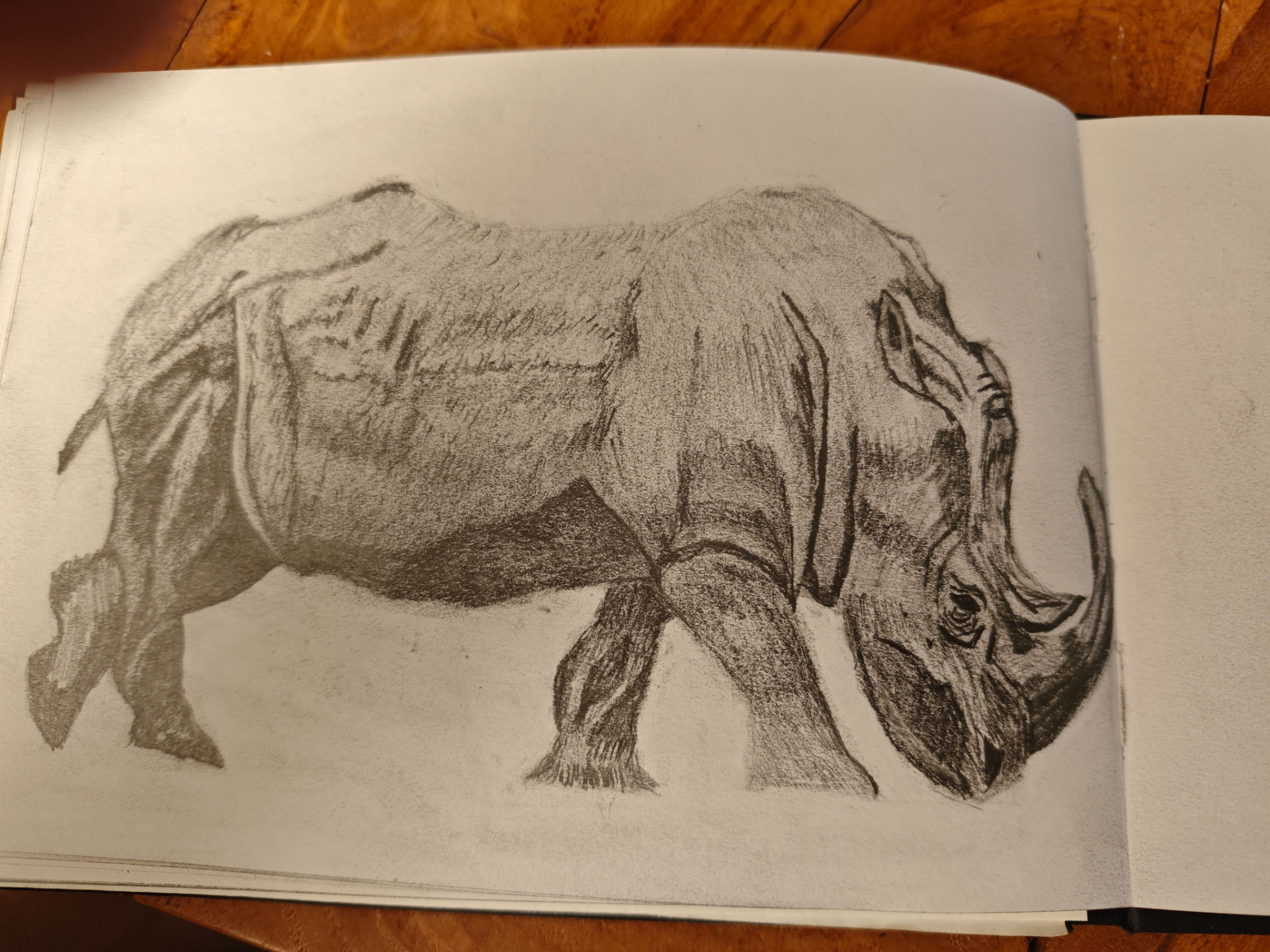 dessin de rhinoceros par un élève du cours de dessin