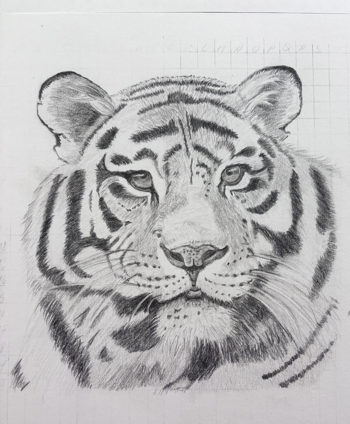 dessin d'un tigre réalisé par un étudiant du cours de dessin