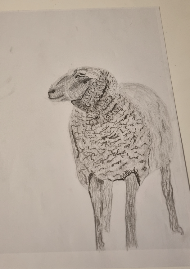 dessin mouton eleve progression