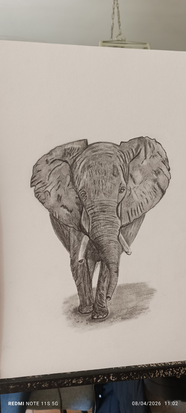 dessin realiste elephant cours debutant