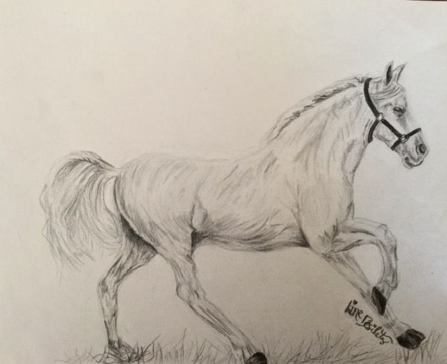 tutoriel de dessin d'un cheval à la peinture