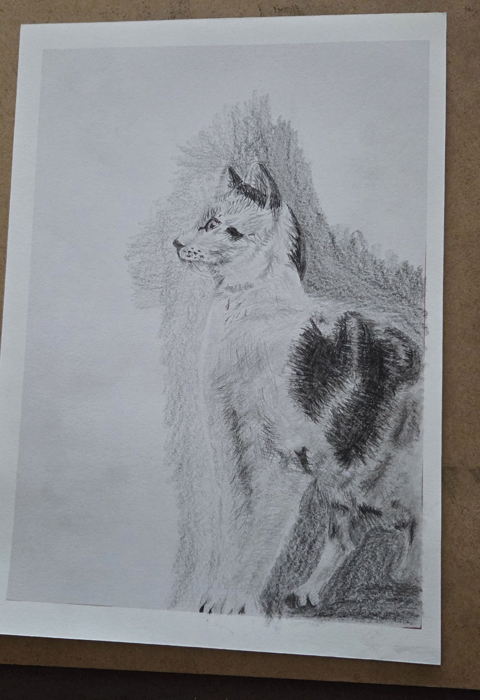 dessin chaton fourrure technique realiste