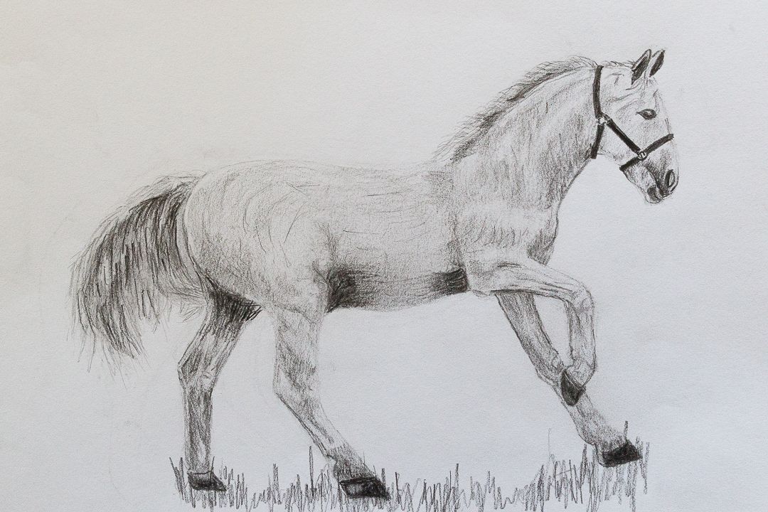 exercice dessin cheval realiste debutant