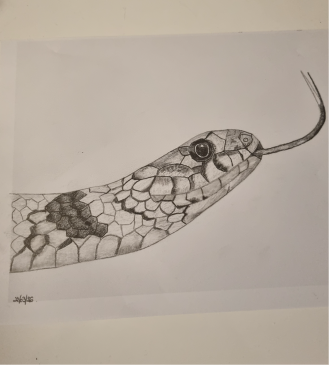 dessin de la nature morte du projet final du cours de dessin