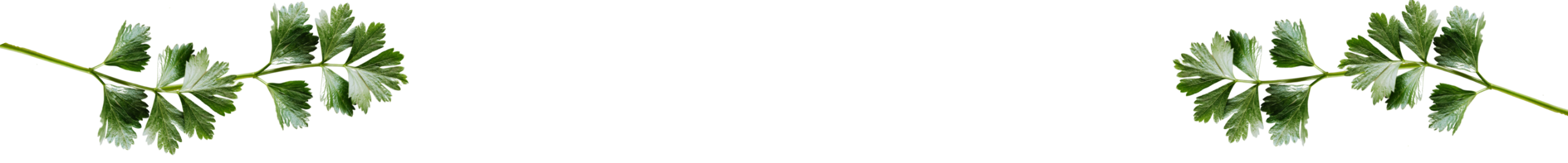 decorative image of cilantro leaves