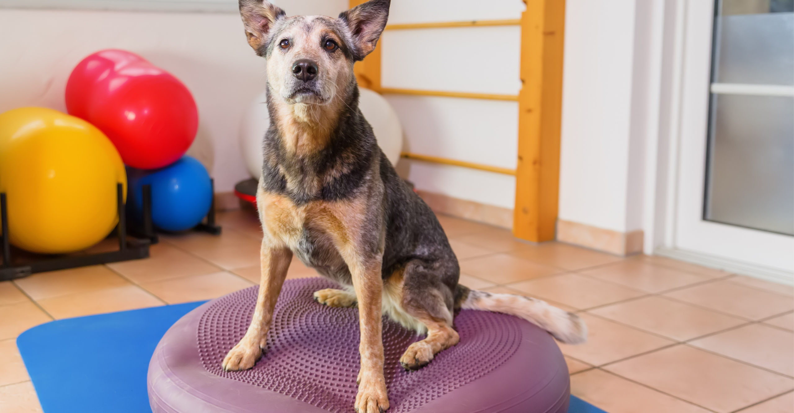 On Demand Veterinary CE