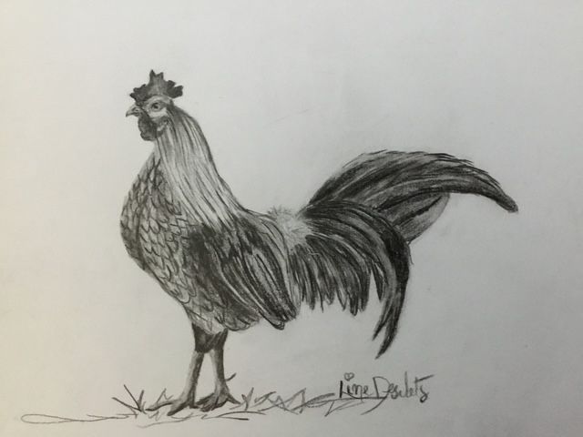 drawing of a rooster made by a studen of the drawing course