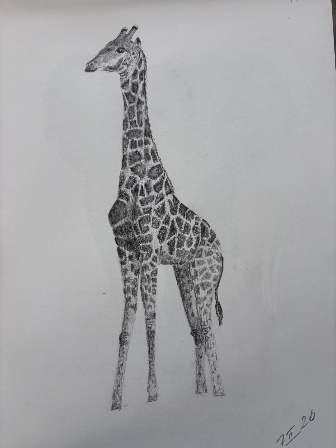 Beginner drawing of a giraffe completed during structured art lessons