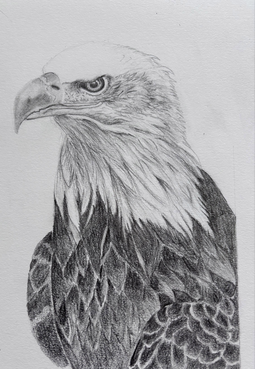 Student pencil drawing of an eagle from the animal drawing course
