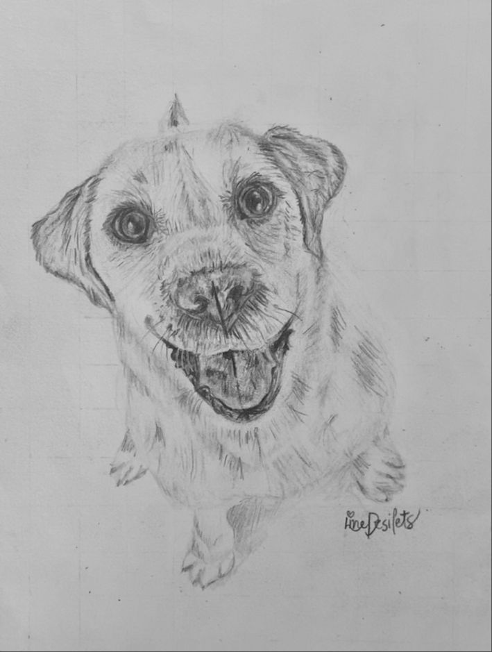 student labrador drawing from the animal drawing course
