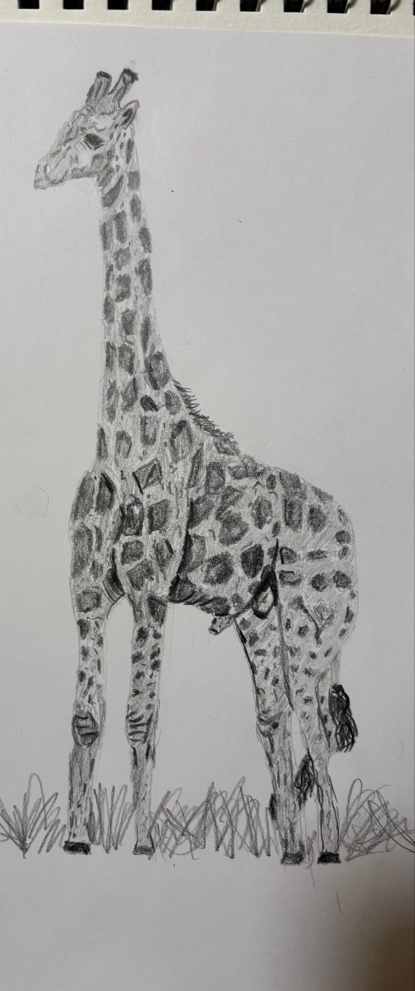 Beginner drawing of a giraffe completed during structured art lessons