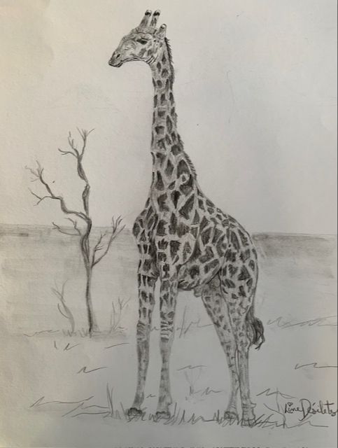 Student artwork focusing on shading and texture in graphite drawing with a giraffe