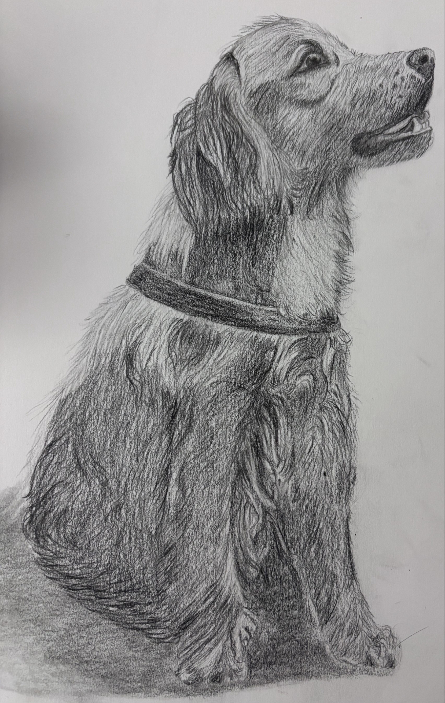 Realistic pencil drawing of a dog created in the online drawing program