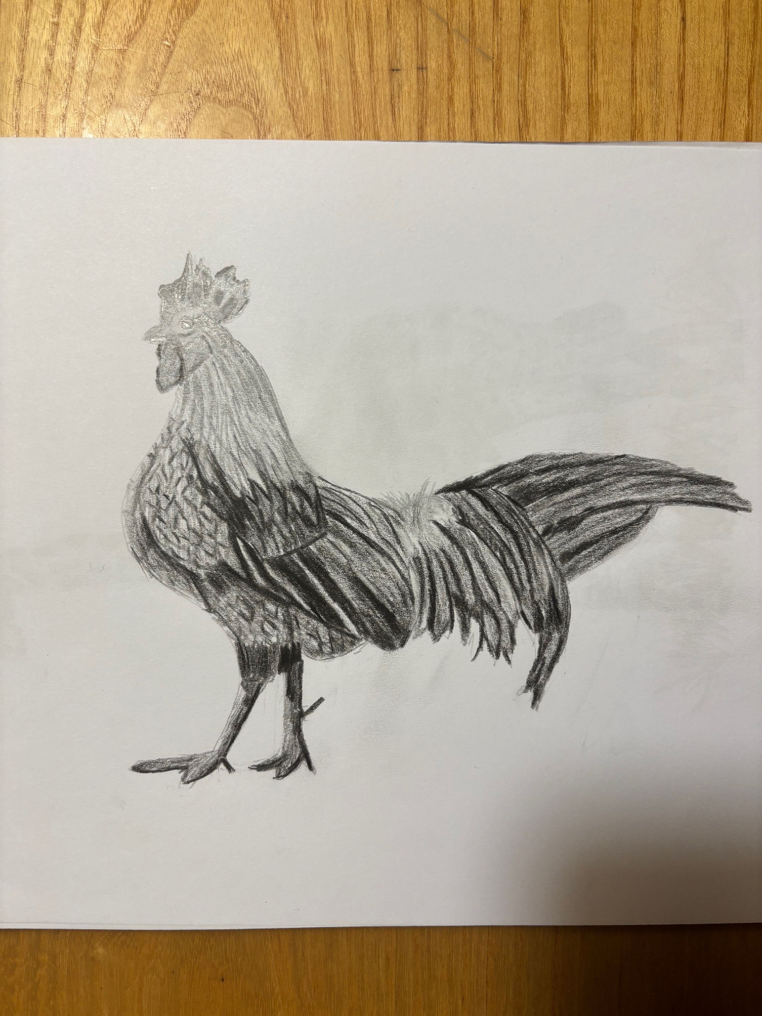 Realistic pencil drawing of a roostercreated in the online drawing program