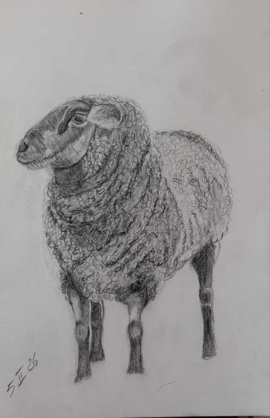 Student pencil drawing of a sheepfrom the animal drawing course
