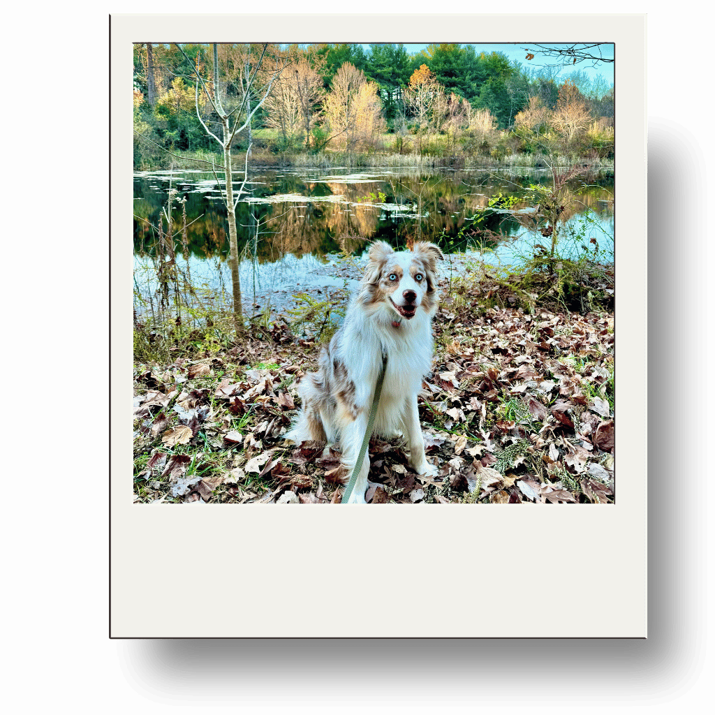 San Francisco Giants doing baseball