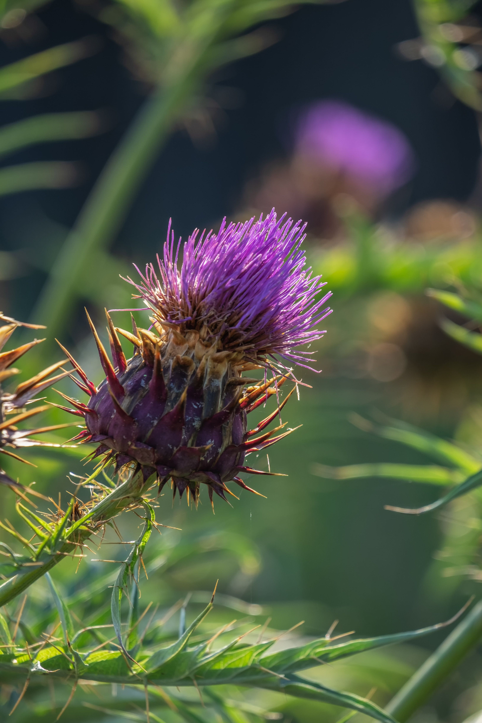 a purple thistle