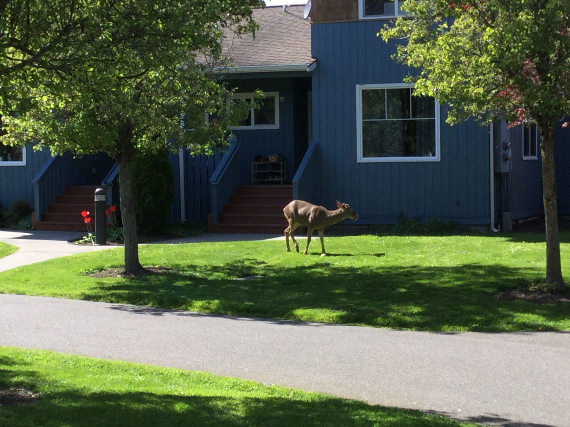 deer in a front yard