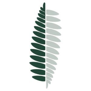 An upright fern frond, half is dark green, half is light green