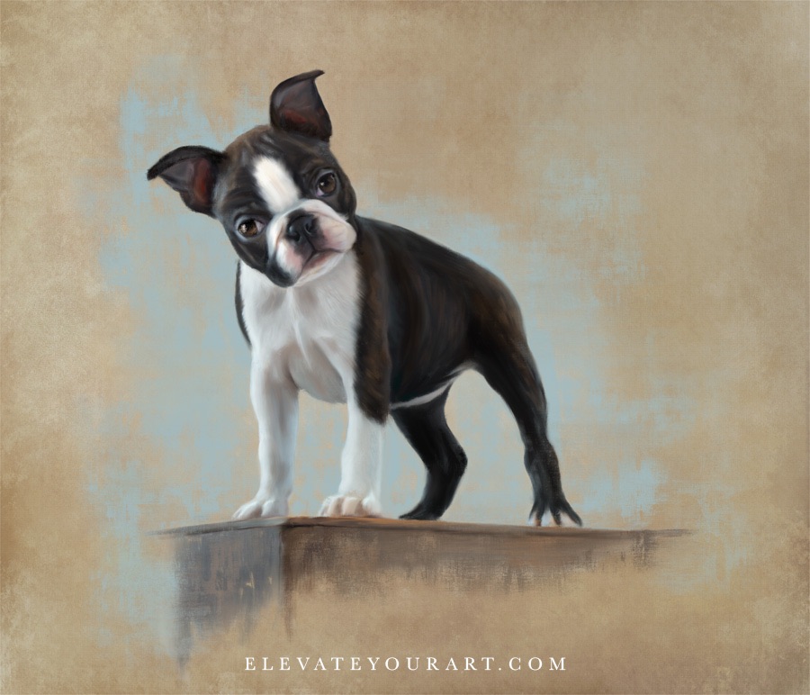Boston terrier puppy