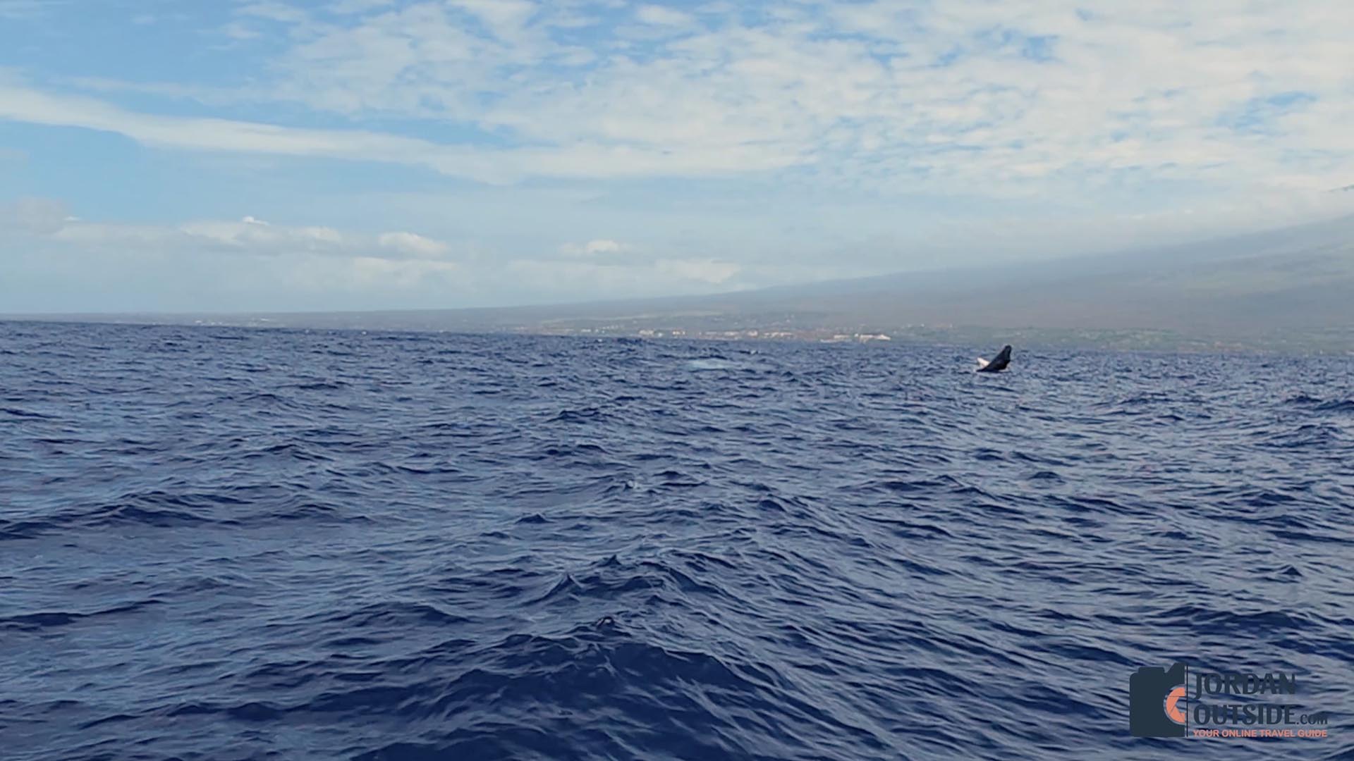 Whale Watching Excursion, Maui
